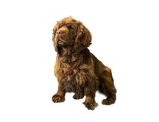 Sussex spaniel spaniel store breeds